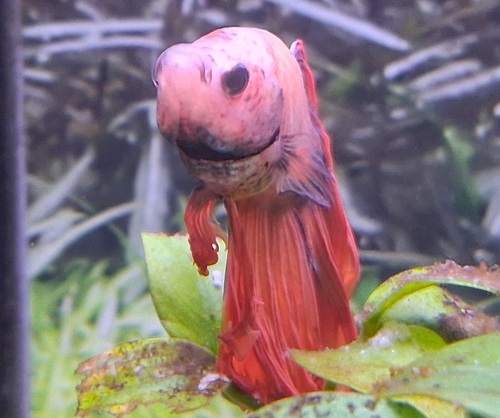 Cá betta đực màu đỏ hồng bên cây thủy sinh