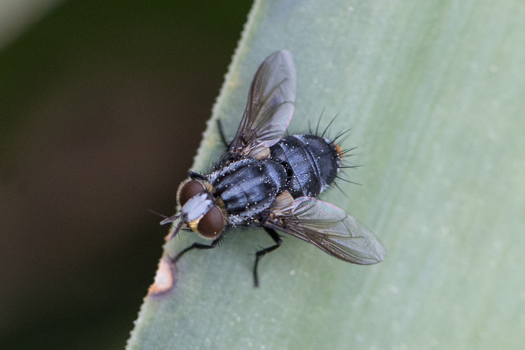 Winthemia metopia