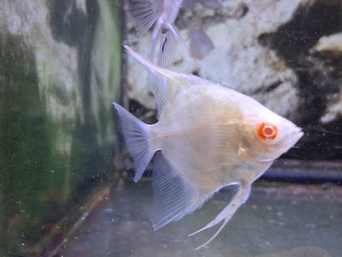 Cá ông tiên albino trắng mắt đỏ trong bể