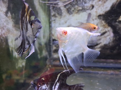 Cá ông tiên albino trắng mắt đỏ cạnh cá vằn trong bể