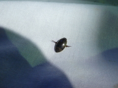 Thermonectus nigrofasciatus