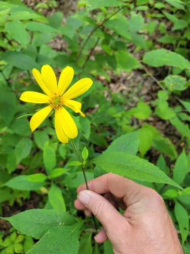 Helianthus decapetalus iNat (2)