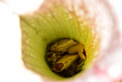 Exyra semicrocea