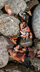 Nectocarcinus