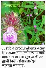 Rostellularia procumbens