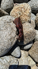Nectocarcinus