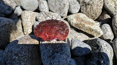 Nectocarcinus