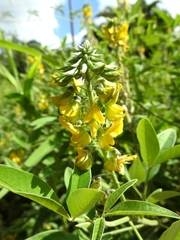 Crotalaria micans