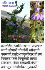 Hygrophila auriculata