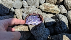 Nectocarcinus