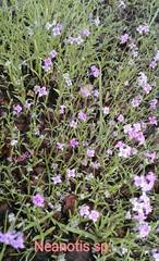 Neanotis