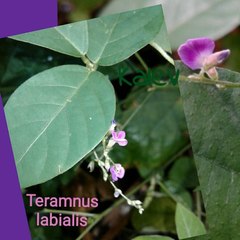 Teramnus labialis