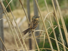 Long-Tailed Reed Finch photo 1