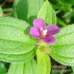 Osbeckia brachystemon