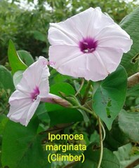 Ipomoea sagittifolia