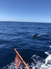 Delphinus