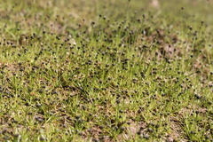 Eriocaulon bilobatum