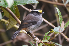 Silvicultrix frontalis