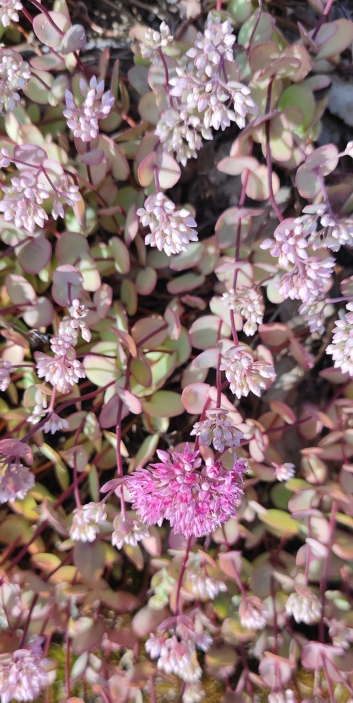 Sedum altaicum Don 2