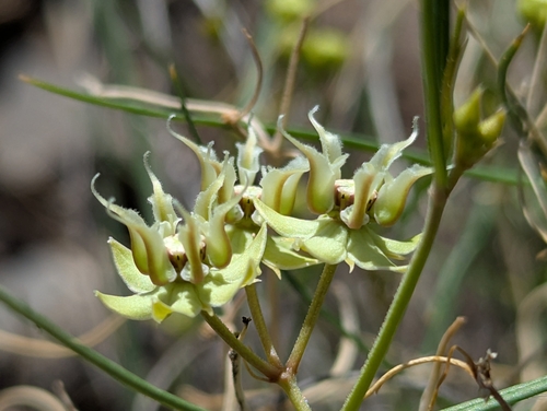 Longhood milkweed