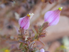 Cordylanthus parviflorus