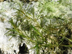 Najas wrightiana