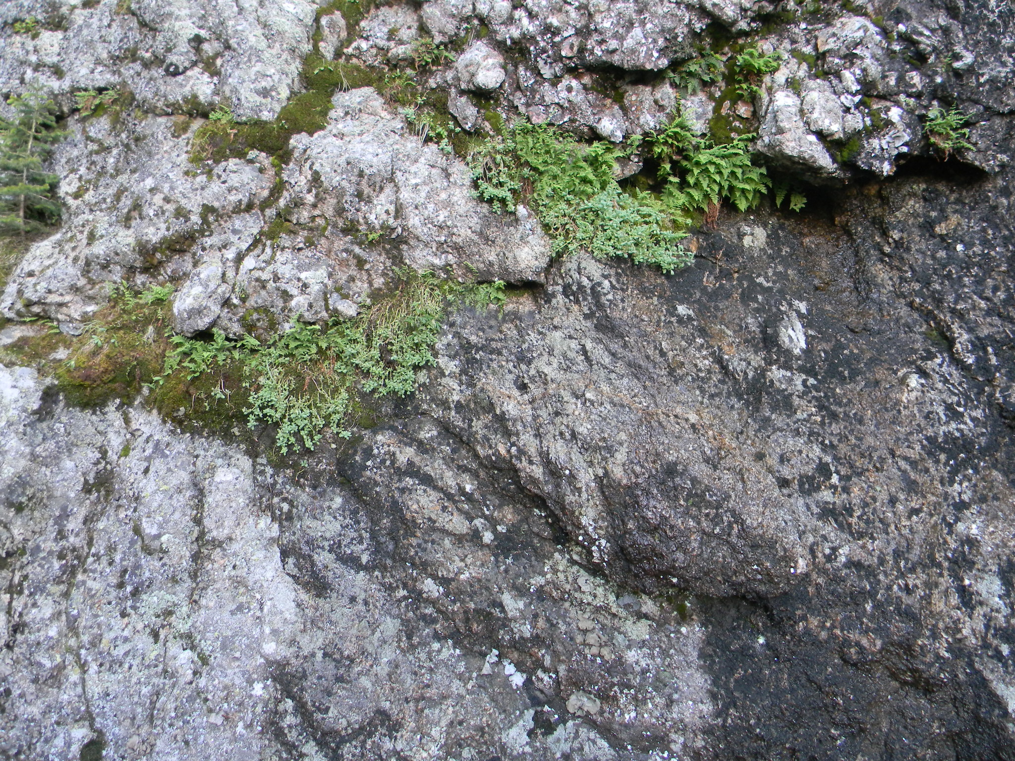 Rhodiola integrifolia ssp. leedyi