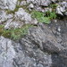 Rhodiola integrifolia leedyi - Photo (c) Will Freyman, algunos derechos reservados (CC BY-NC), subido por Will Freyman