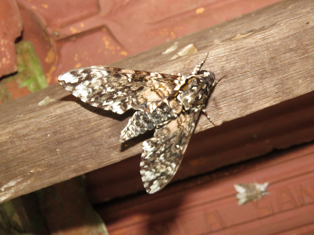 Manduca dalica