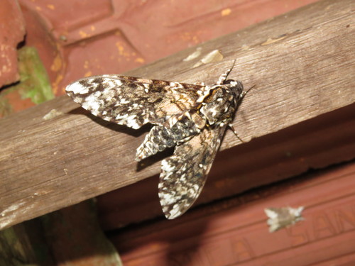 Manduca dalica