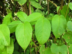 Passiflora serratifolia