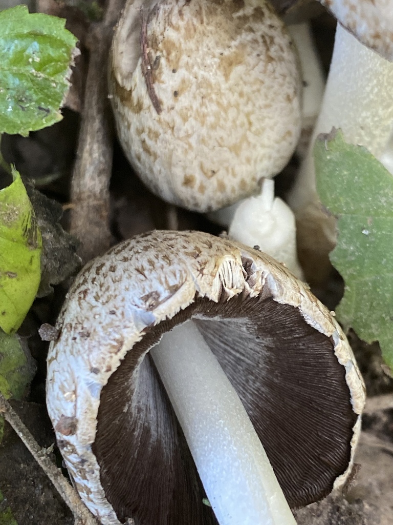 Coprinopsis romagnesiana · July 2025 · photo: © tutitah (iNaturalist, cc0)