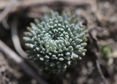 Moschopsis trilobata