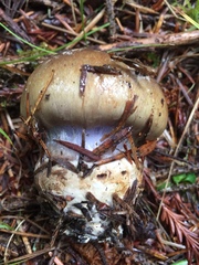 Cortinarius glaucopus