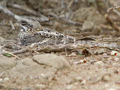 Caprimulgus clarus