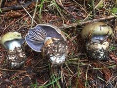 Cortinarius glaucopus