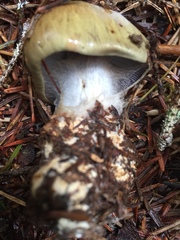 Cortinarius glaucopus