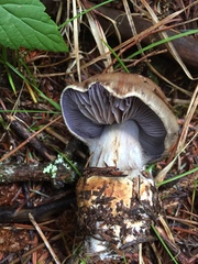Cortinarius glaucopus