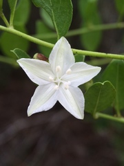 Jacquemontia curtissii