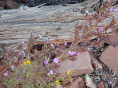 Cordylanthus parviflorus