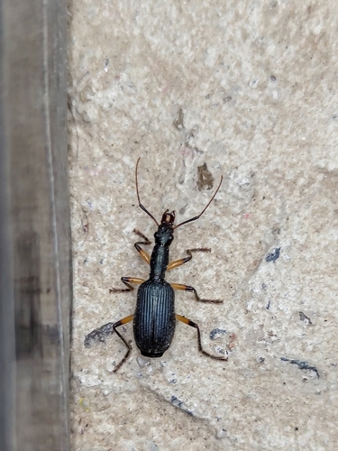 Dendrocellus confusus