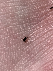 Microcylloepus
