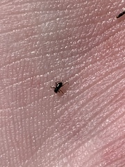 Microcylloepus