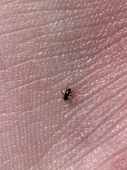 Microcylloepus