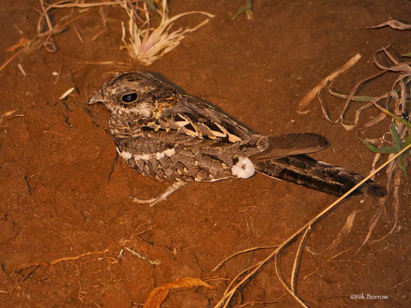 Slender-Tailed Nightjar