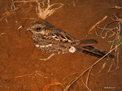 Caprimulgus clarus