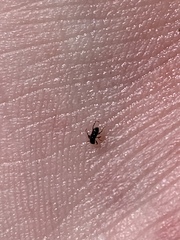 Microcylloepus