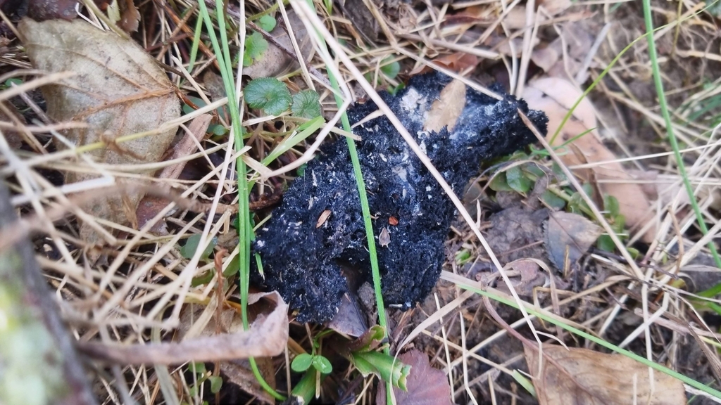 Honeydew Eater from Strongsville, OH 44136, USA on January 6, 2019 at