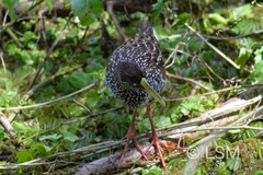 Pardirallus maculatus