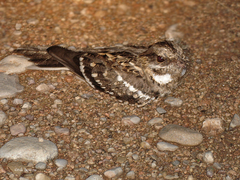 Caprimulgus clarus